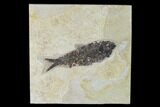 Fossil Fish (Knightia) - Green River Formation - Inch Layer #138594-1